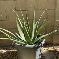 Aloe Vera Plant. $35
