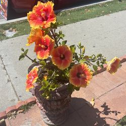Flor Hawaiana 