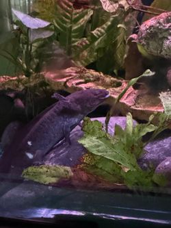 Aquarium plants decorations