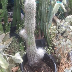 Oh Man Cactus Plant