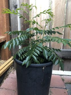 Curry leaf plant