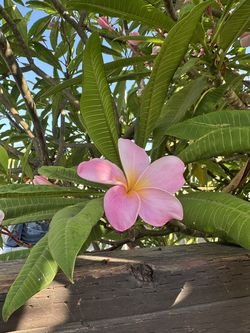 $5 Plumeria cuttings