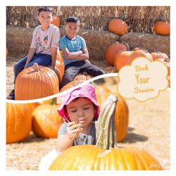 Pumpkin Patch