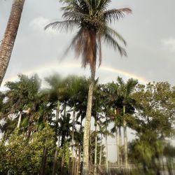 🌴 Beautiful Foxtail Palm Trees - Direct from Local Nursery!