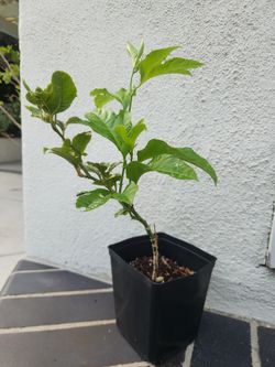 Passion fruit plant