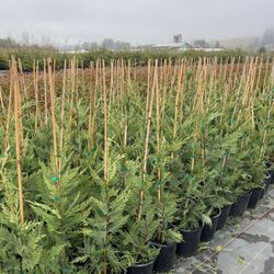 Leyland Cypress Privacy Trees 