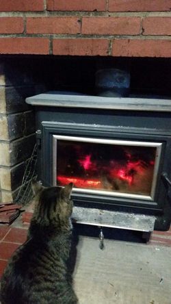 Firewood 30 pieces for $20