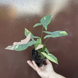 4” Syngonium Red Sport Tricolor