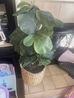 Plant Decor