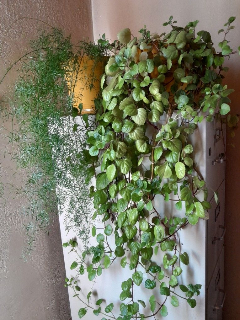 Asparagus Fern And Creeping Charlie Plants