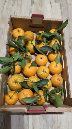 Fresh Organic Fancy Tangerine Tray