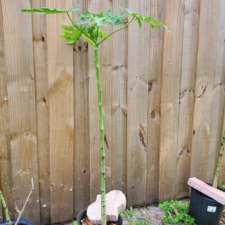 Papaya Tree