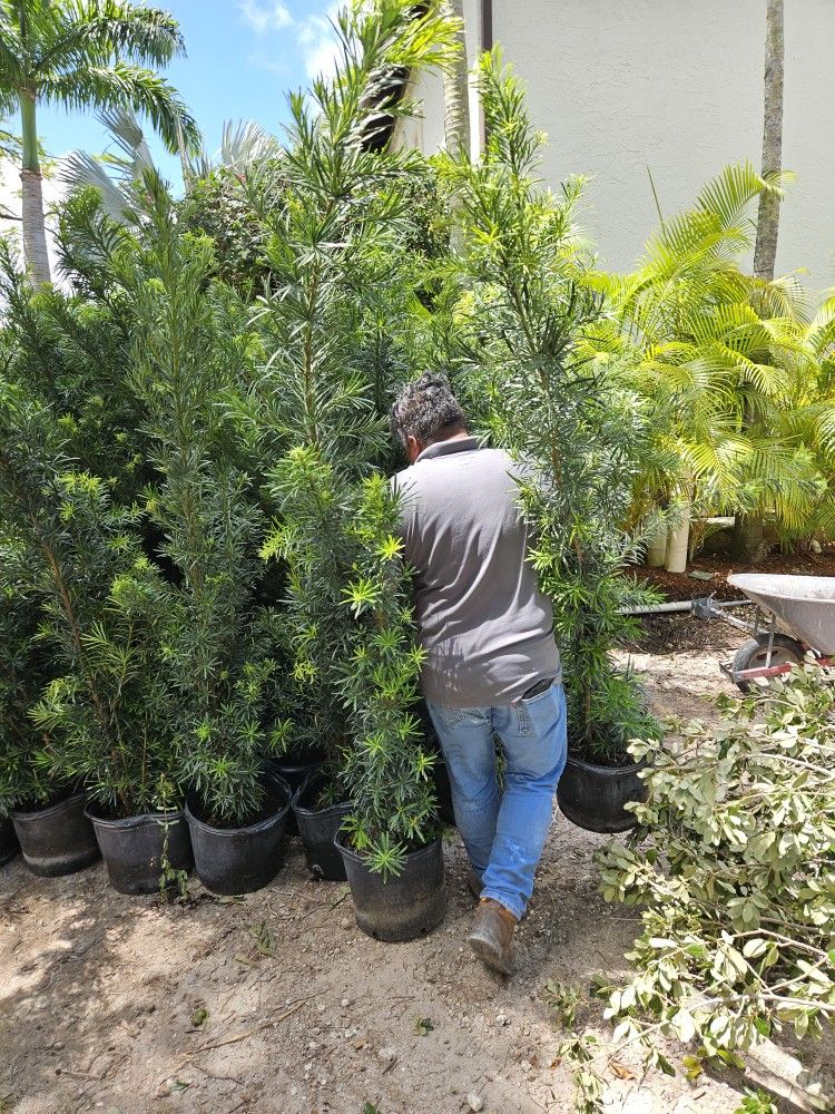 huge Podocarpus 6 to 7 feet tall Instant privacy Hedge for fence over the pot