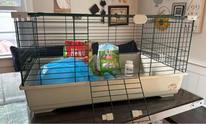 Guinea pig, cage and accessories