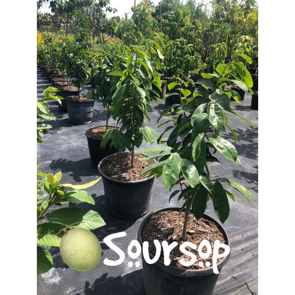 soursop for sale