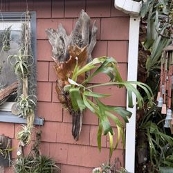 Gorgeous Unique Driftwood Piece With Staghorn Fern