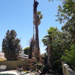 Palms Tree And Trees Trimming From 35