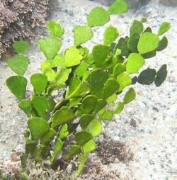 Halimeda Macroalgae For Saltwater Reef Tanks
