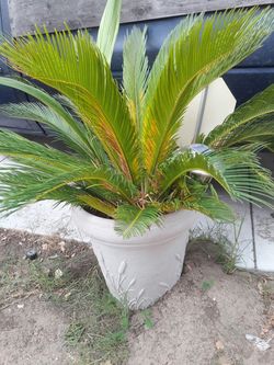 Palm