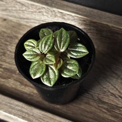 Peperomia Rosso Plant