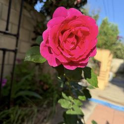 Fragrant Rose Huge Flower  Easy Care  $10