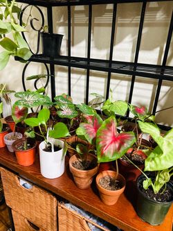 Small plants 5 each