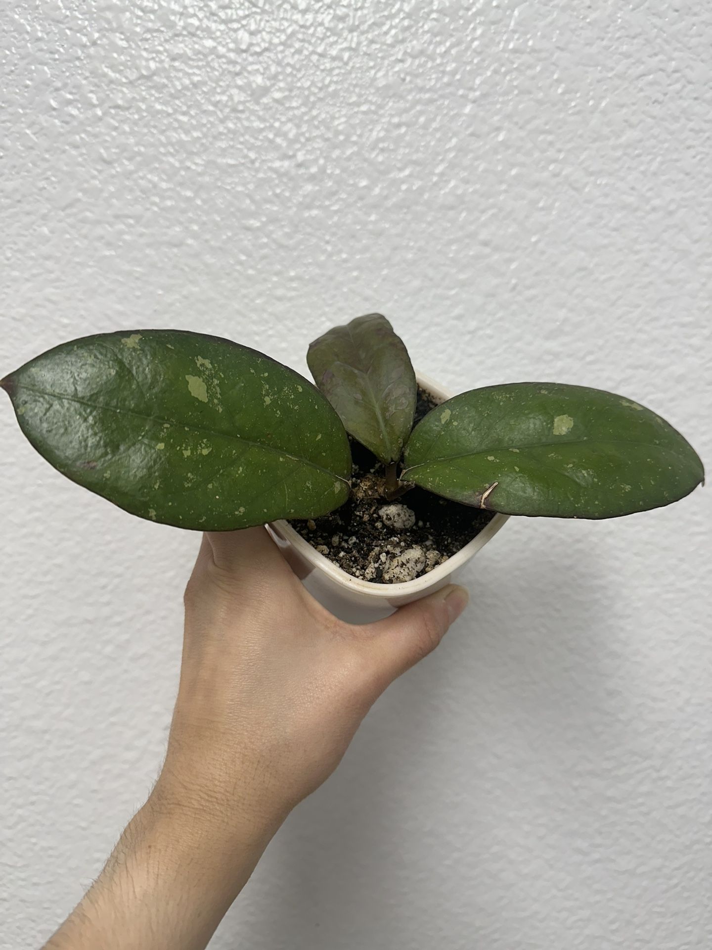 Hoya Yuna