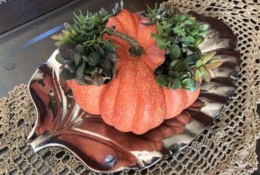 Succulents in a pumpkin