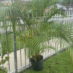 Areca Palm