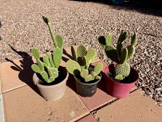 Potted Bunny Ears Cactus Plants – Set of 3