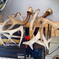 Deer Antlers