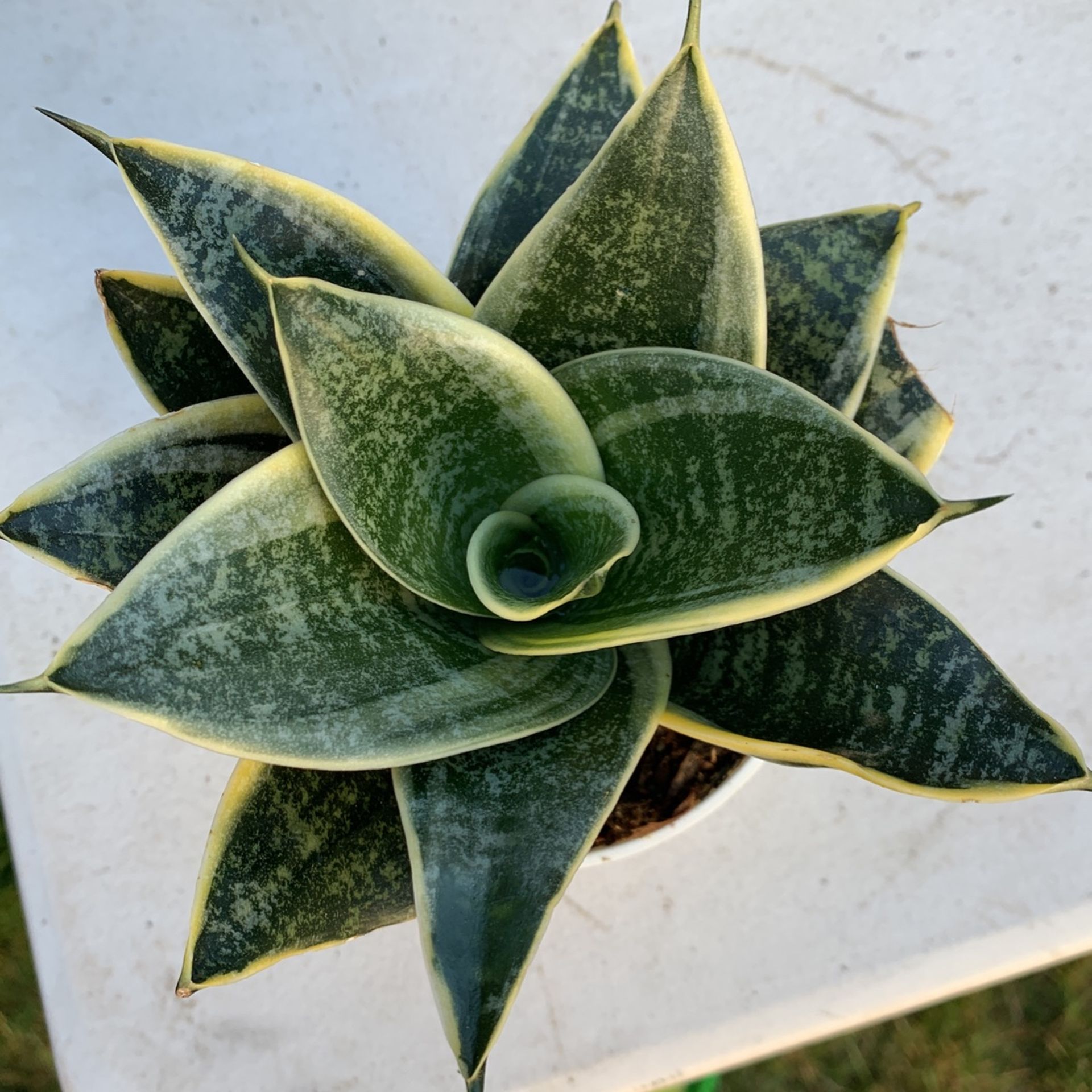 Sansiveria Birdsnest Snake Plant