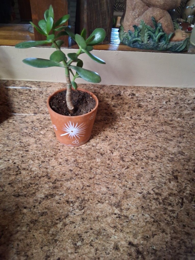 Jade Plant