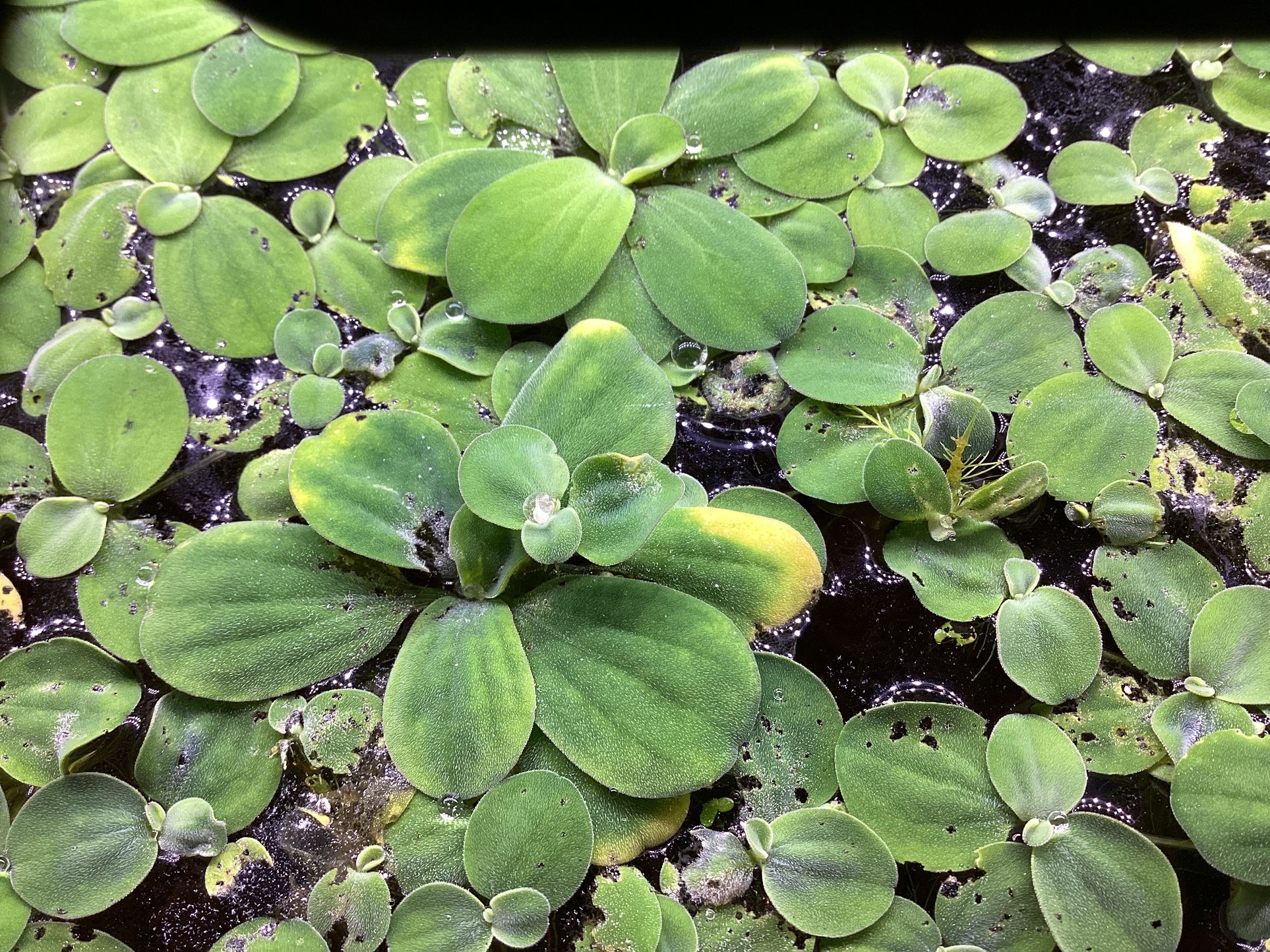 Water lettuce