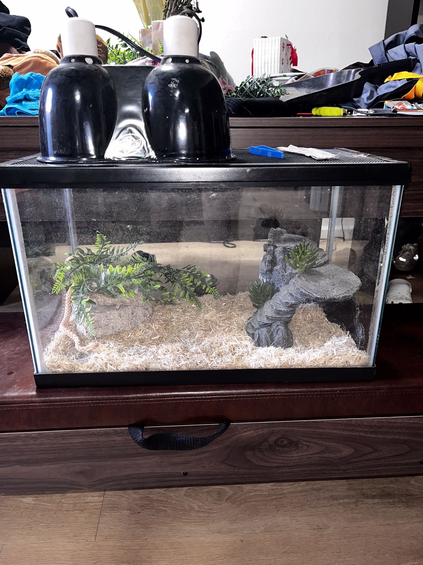 Reptile Snake Enclosure