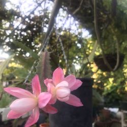 Epiphyllum