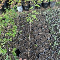 Jujube Ga866 - 12-18 Inches 