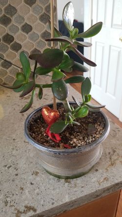 Mature large jade money tree plant succulent