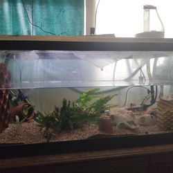 40G Breeder Tank Setup