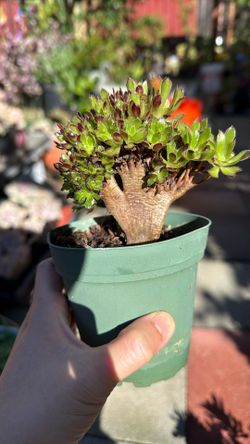 Crested Aeonium  Succulent Plant 4” Pot