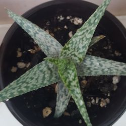 Aloe White Beauty Succulent Plant