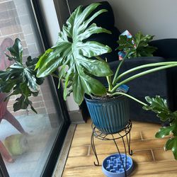 Philodendron Plant With Pot And Base 