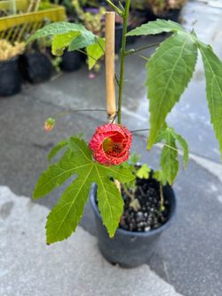 Arbolito floriando