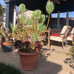 Succulent Arrangement