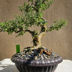 Old Desmodium Blue Bell ( Vietnamese Blue Bell 86 ) Bonsai Tree