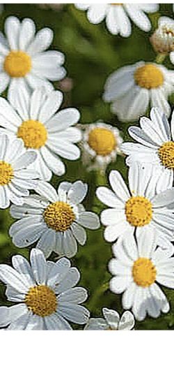 Daisy Flowers 