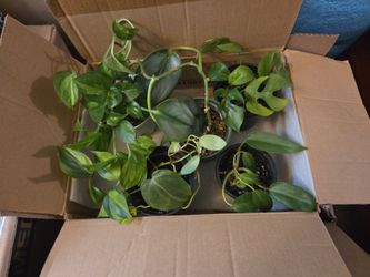 Free starter indoor plants "READ"