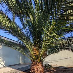 Pair Of Pineapple Palms (Canary Island Date Palm)