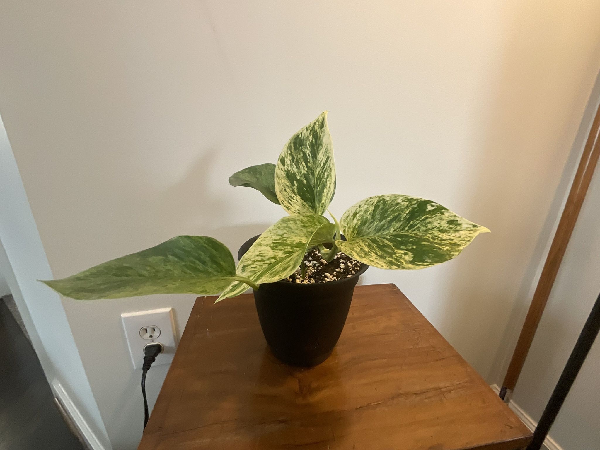 Marble Queen Pothos