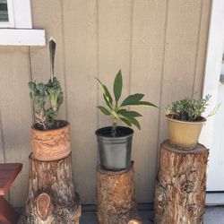Wood Stumps 
